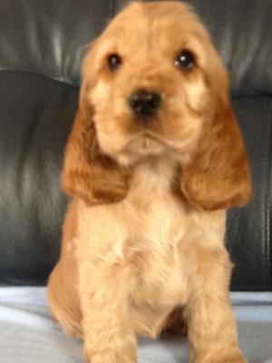 8 weeks old pic by rob cooke