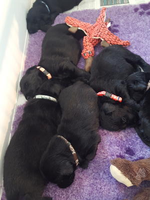 Puppies 3 weeks old