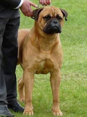 Champion Astonpride Harrison Hawk At Eternalpride