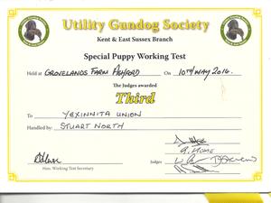 UGS Kent Surrey & Sussex puppy Test 3rd