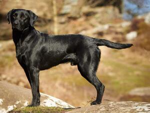 Sire FTAW Verrad Firefly