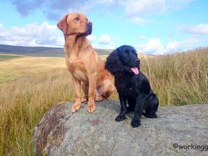 Charlie & Pip