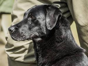 FTW Russlayne Bracken of Northglen