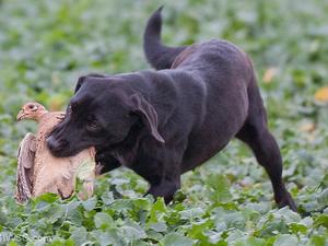 FTW Russlayne Bracken of Northglen