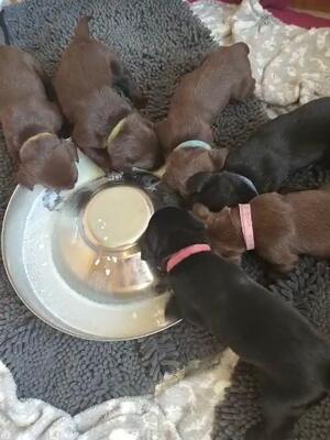 3 Weeks old