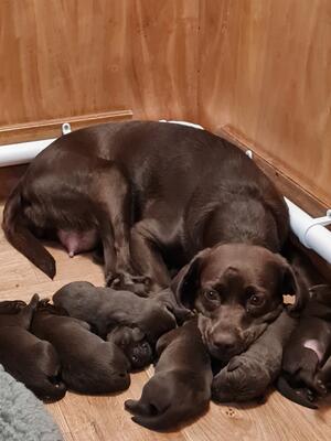 Chocolate lab pups