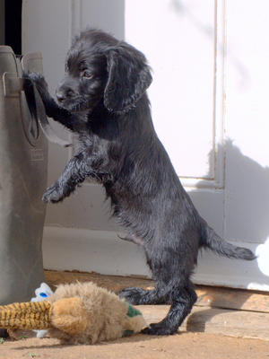 Previous Litter Field Trial Award Winner