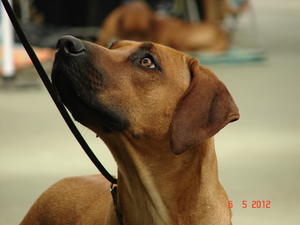Jahli attentive in the show ring