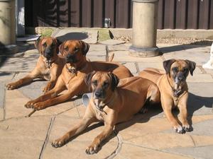 Four generations of Rubiltra hounds