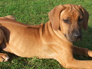 Twinkle 13 weeks old