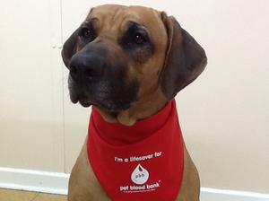 Lucas is a blood donor & PAT dog