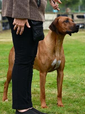 Lovely focus in the show ring