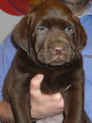 chunky chocolate labrador puppies