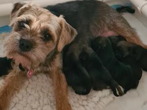 Moli and her pups