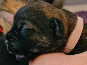Girl puppy