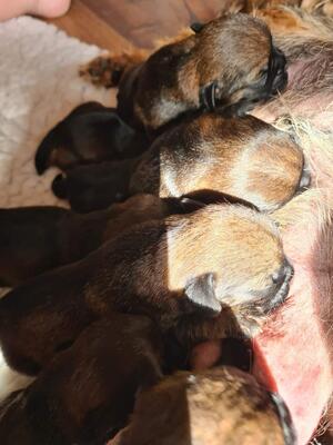 Moli's pups