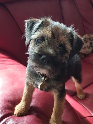 Moli as a pup