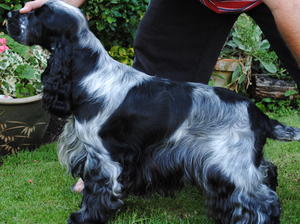 CLAVAIRE SILVER LINING (NOAH)