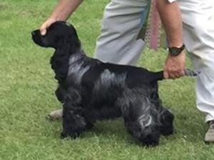 ROSIE WINNING BEST PUPPY IN SHOW