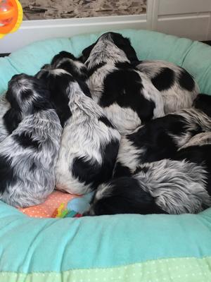 Puppies at 4 Weeks