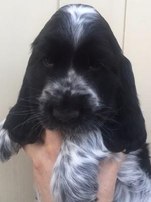 Typical Puppy From This Litter