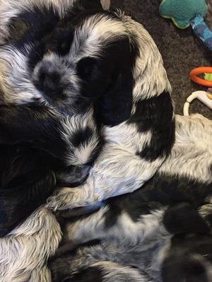 6 WEEK OLD PUPPIES