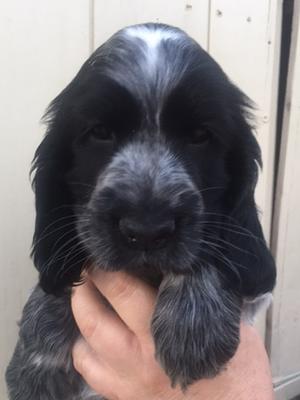Typical Puppy From This Litter