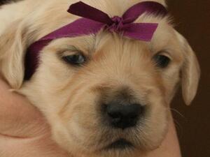 Violet as a puppy around 4 weeks