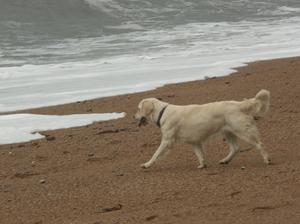 Jazmin going for a paddle on the beach at Burton B