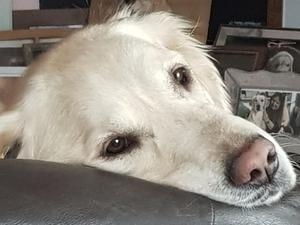 Willow, Hilsgoldens Peaches n'Creme