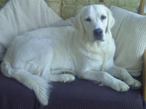 Jazmin, Hilsgoldens Pretty in Pink
