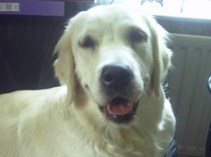 a new edition Jazmin /Hilsgoldens Pretty in Pink