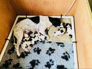 Duke and Dottys litter