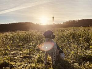 Dotty