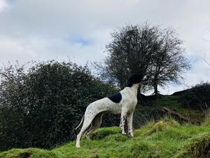 Sire and dam duke and dotty