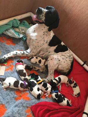Previous Litter
