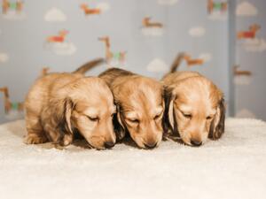 Ivy's puppies