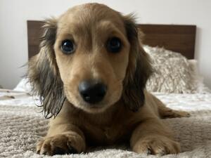Spud as a puppy