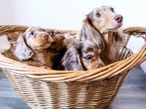 Belle with pups
