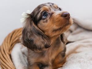 Belle's chocolate dapple puppy Peggy