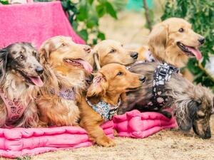 Doxieberry dachshunds