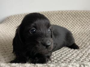 Available girl-black (nickname Brioche)