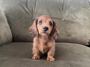 Pip