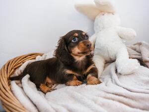 Belle's chocolate and tan puppy Rolo