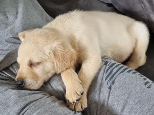 Yellow boy