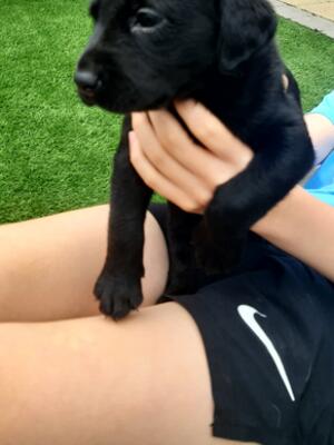 Black dog