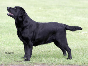 Ch Naiken Russian Rhythm JW
