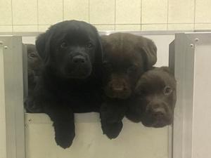 The litter