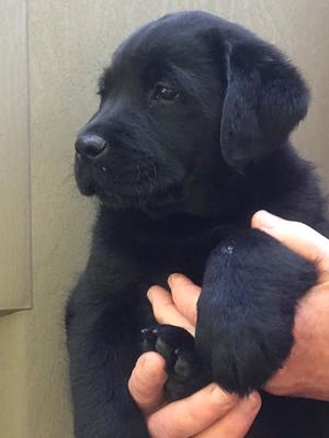 Black male