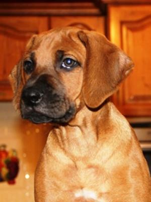 9 weeks old and so handsome